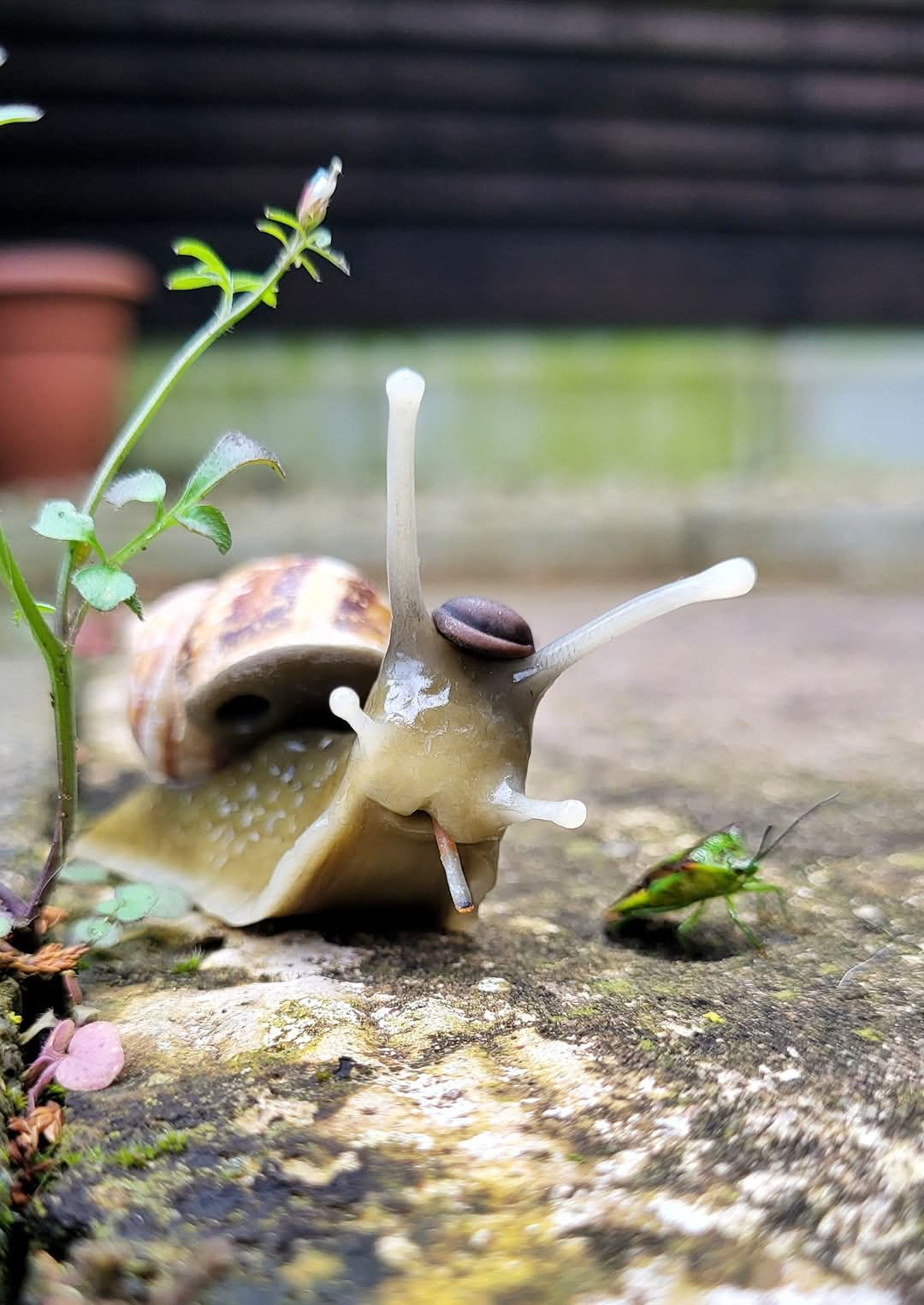 Phredrick Mollusko - TrailSnailz Mystical Snail Sculpture