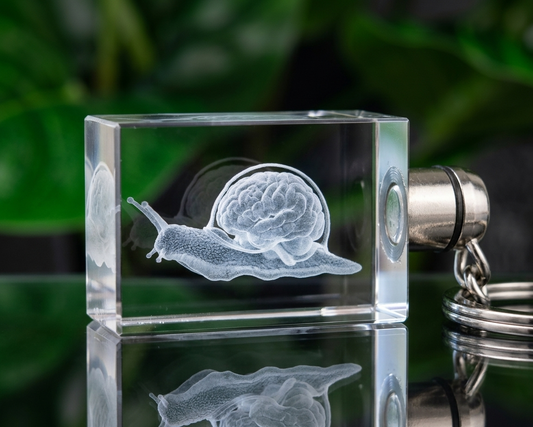 TrailSnailz Anotomy LED Crystal Keychain